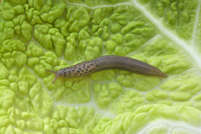 Limace léopard jeune (Limax maximus)